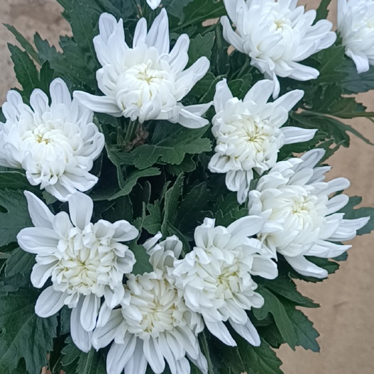 新沂市菊花切花