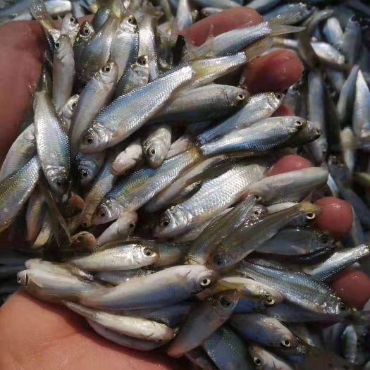 南宁鲮鱼苗  土鯪