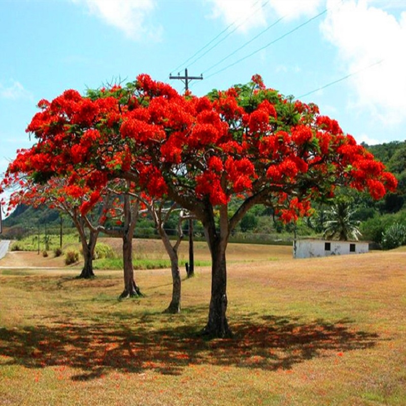 杭州凤凰树小苗树苗庭院名贵风景树凤凰木树苗四季绿化植物盆栽