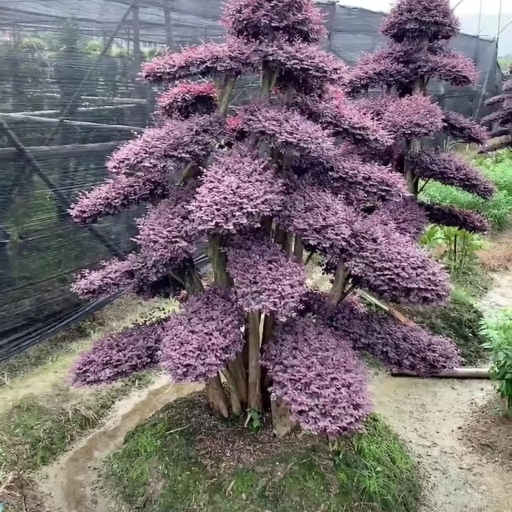 浏阳市红花继木造型树 造型红花继木桩   红花继木桩盆景