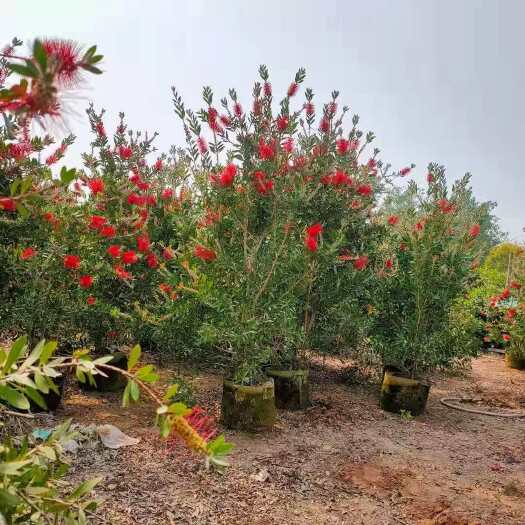 漳州美花红千层 硬叶 美植袋 福建自家基地 四季开花 绿化苗木