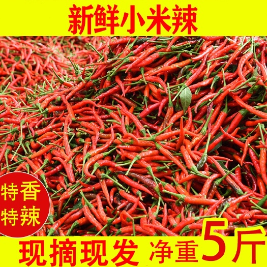 曹县 农家新鲜红辣椒5斤蔬菜小米椒超辣泰椒朝天椒指天椒土辣椒七星椒