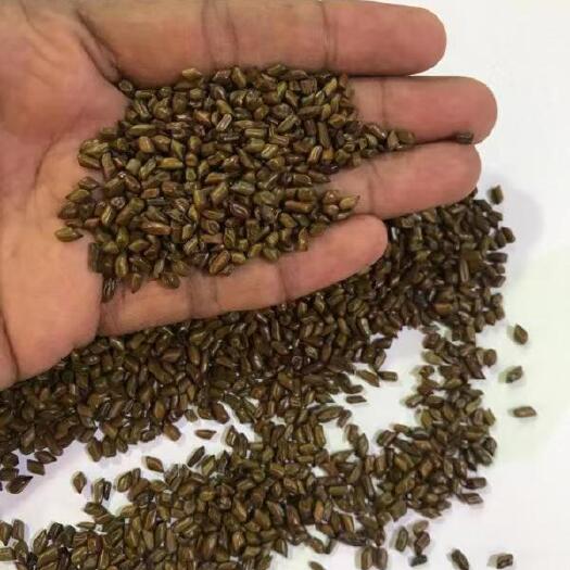 广州中小颗粒决明子