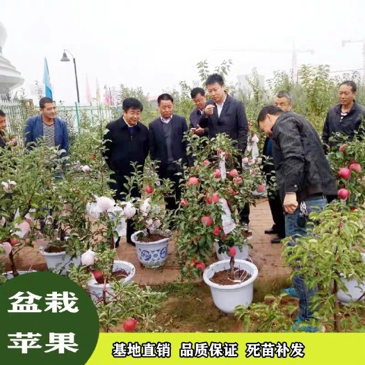 平邑县红富士苹果苗  矮化盆栽苹果 庭院客厅栽种原土发货 全国保湿