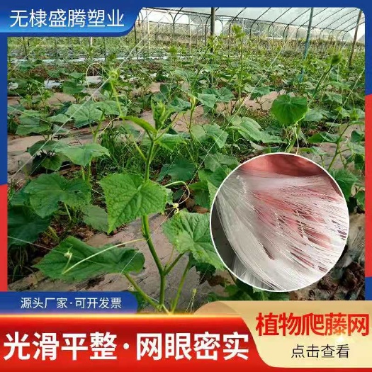 无棣县爬藤网  粗六股植物爬藤网黄瓜网苦瓜网丝瓜网攀爬芹菜防倒伏网