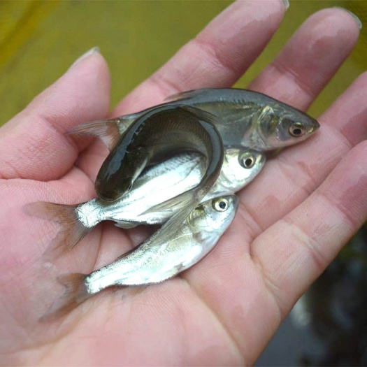 南宁白鲢鱼苗  白鲢