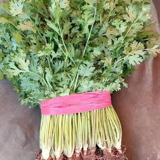 泰安香菜上市