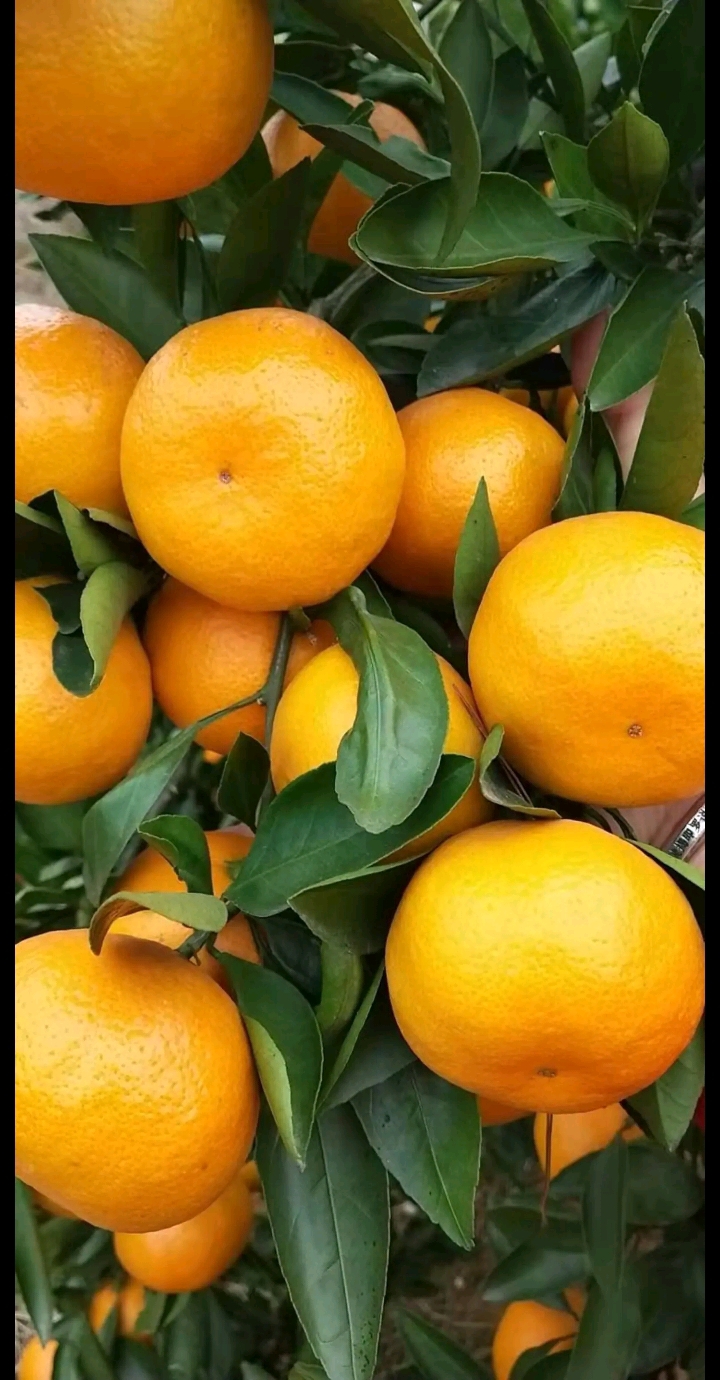 蜜桔  湖南常德早熟桔子甘甜可口皮薄肉嫩欢迎采购！