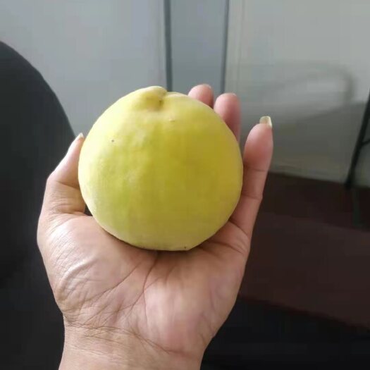 潍坊黄金冠黄桃 黄桃