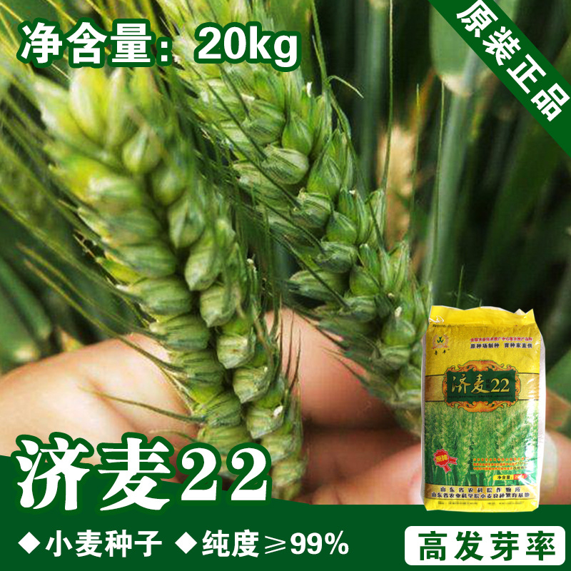 济麦22小麦种子量大批发 2.50 元/斤