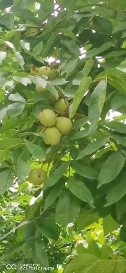 盐源县青皮核桃，鲜核桃