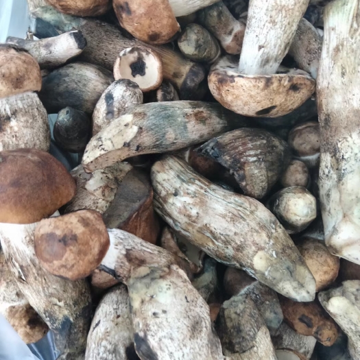 哈巴河县黑牛肝菌 牛肝菌