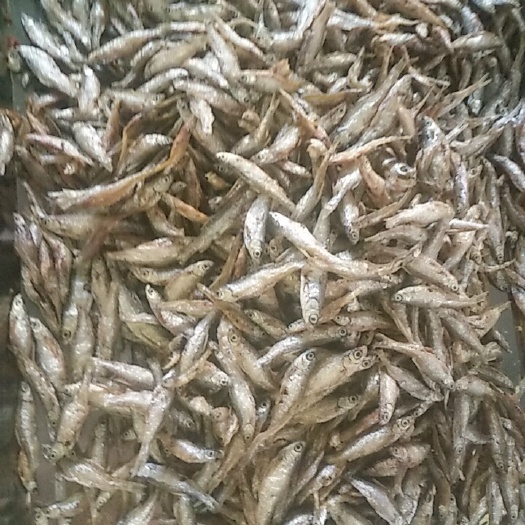 英山县公鱼干  小干河魚