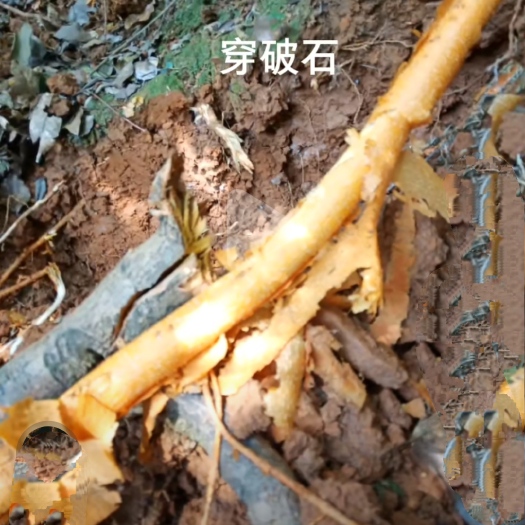 穿破石