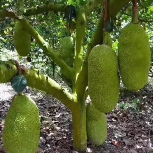 儋州市海南菠萝蜜，一级果20-50斤