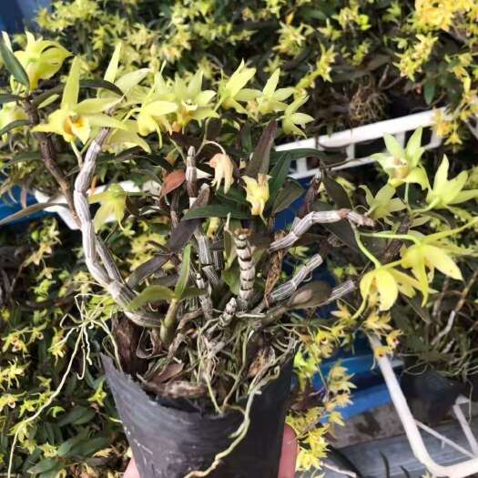 灌云县秋石斛盆栽 可食用铁皮石斛苗盆栽花卉绿植室内送种植材料吊兰三年苗5月开花