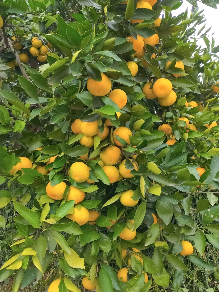 蜜桔  湖南常德早熟桔子甘甜可口皮薄肉嫩欢迎采购！