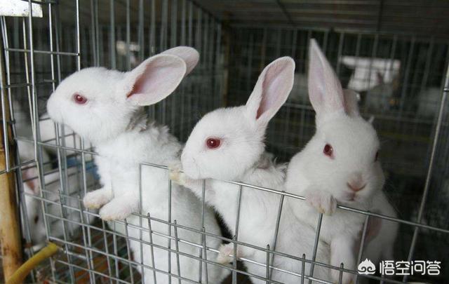 行唐县 大量供应肉兔、菜兔、活兔、种兔