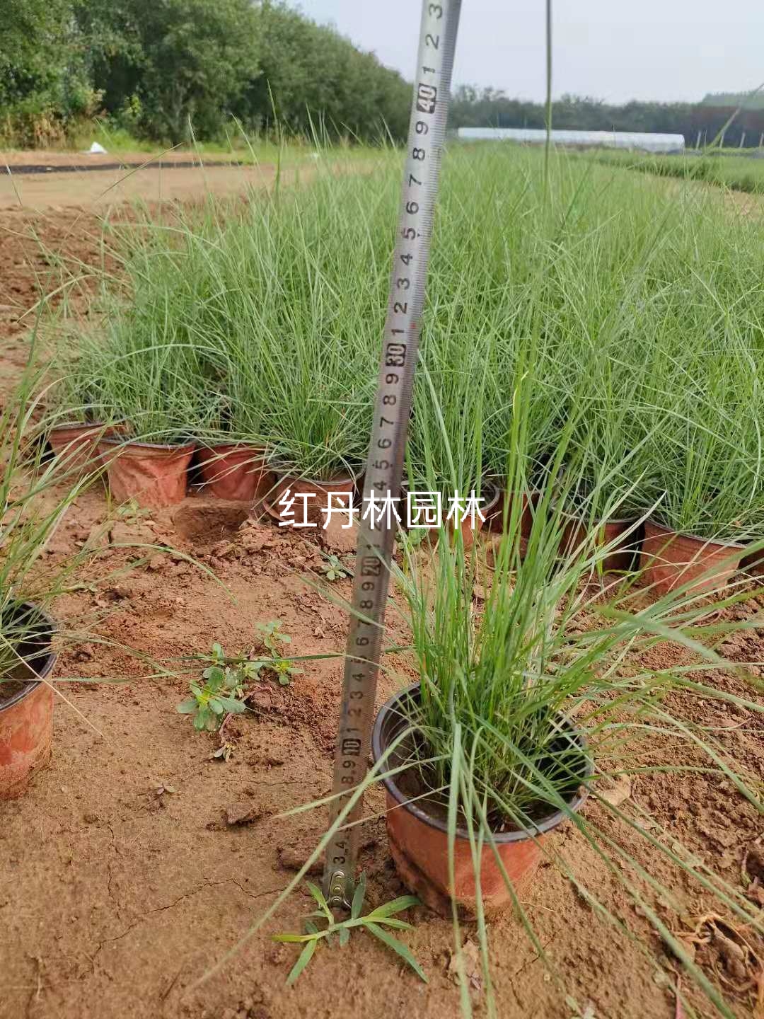 粉黛乱子草 乱子草花海用苗 专业种植粉黛乱子草 诚信经营