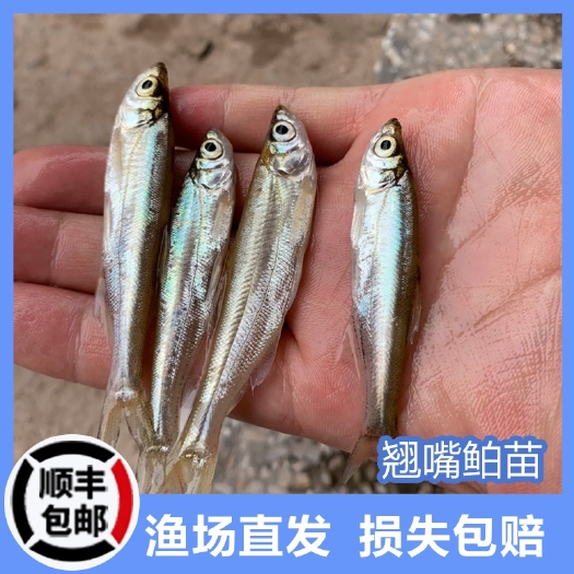 长沙翘嘴白鱼苗  翘嘴鱼苗水花苗翘嘴夏花翘壳鱼白鱼【路损包赔】【