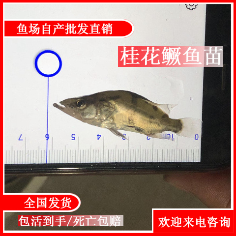 清远 桂花鱼苗 鳜花鱼苗 斑桂鱼苗鳜鱼苗 贵鱼苗 翘嘴桂