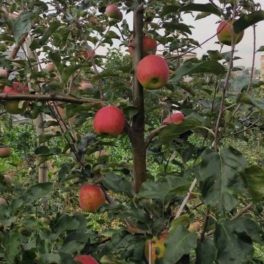 昭通 昭通市昭阳区，红露苹果已经成熟