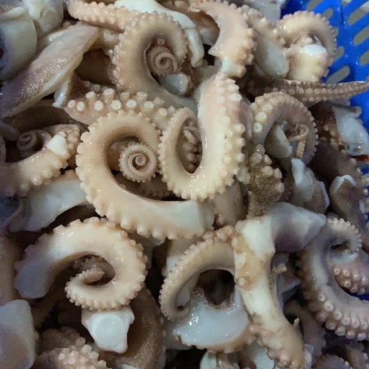 东山县切段章鱼   章鱼足