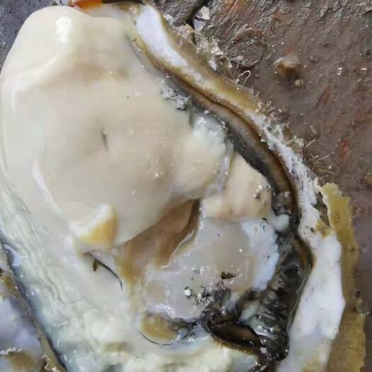 诏安县三倍体生蚝  福建  三倍体  大量  货源  肥不肥自己看看吧