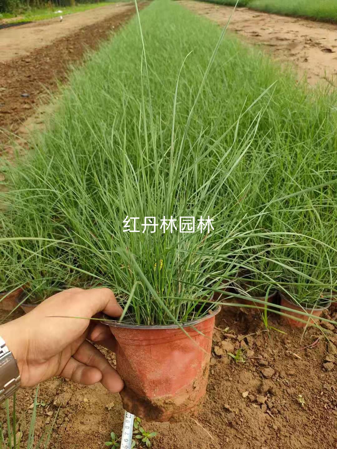 粉黛乱子草 乱子草花海用苗 专业种植粉黛乱子草 诚信经营