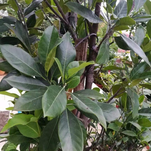 白沙县{特定地区包邮}海南无毛榴莲蜜别称珍珠榴莲蜜