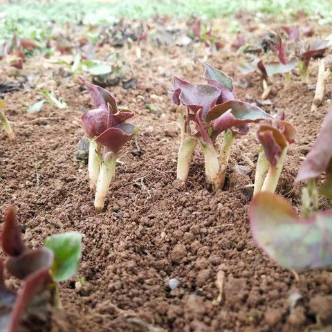 赫章县 鱼腥草折耳根野生种植