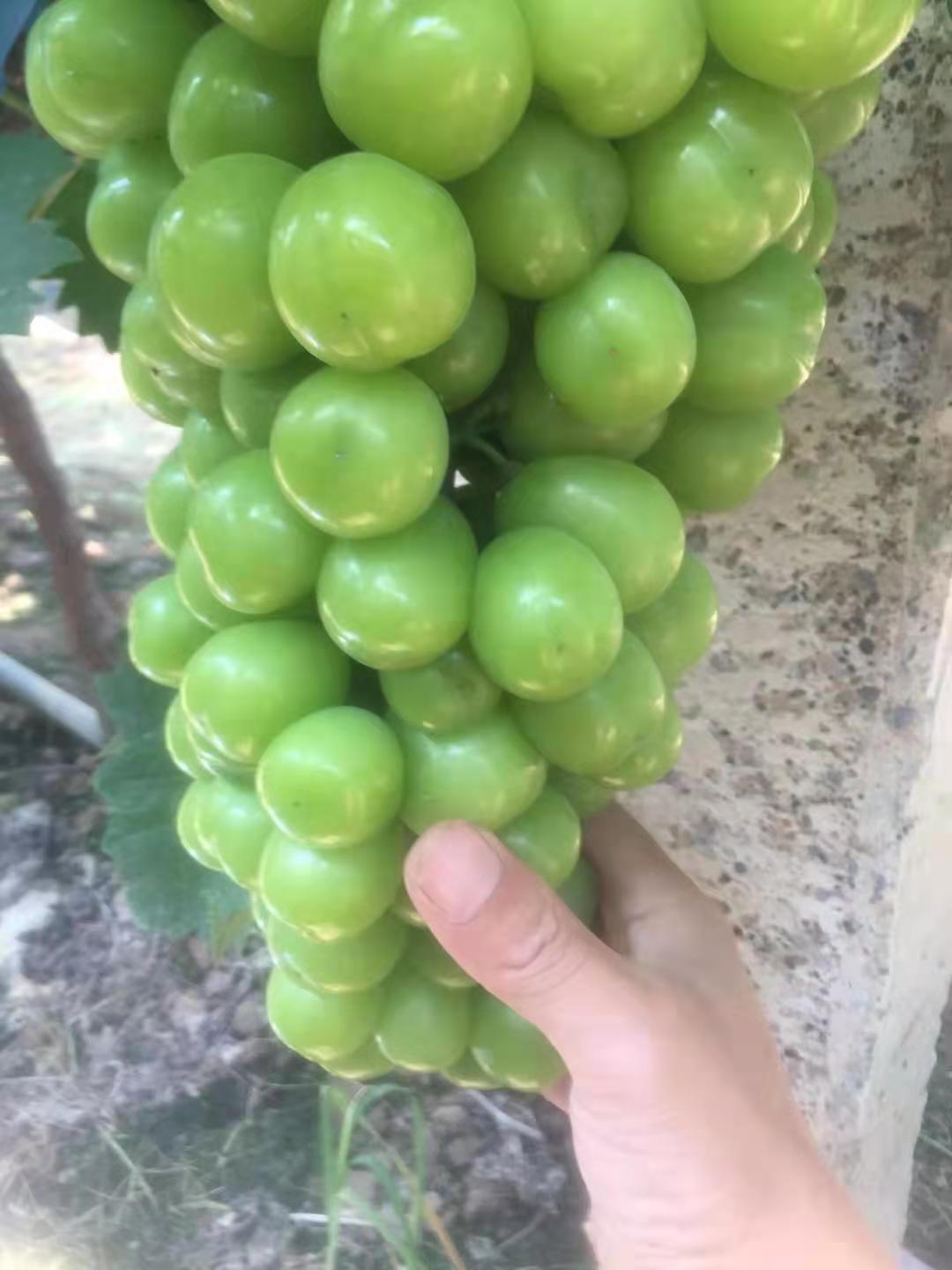 阳光玫瑰葡萄风味独特清甜可口！果香浓郁水果