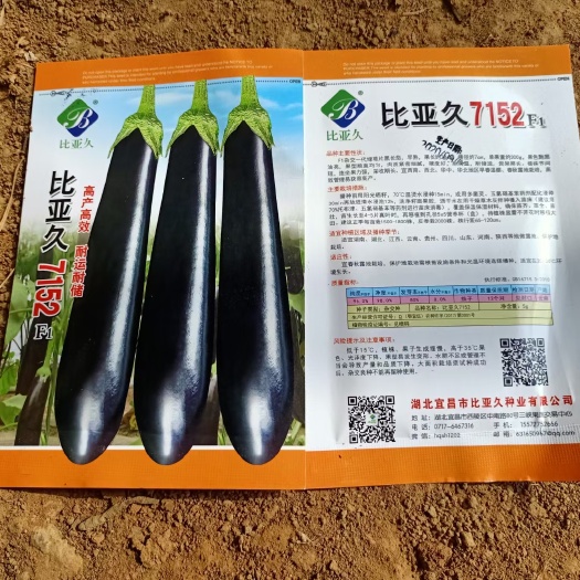 宿州茄子苗