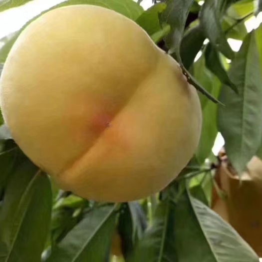 三门县 锦绣黄桃大果甜度好盒装顺丰快递江浙沪包邮