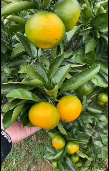 蜜桔  湖南常德早熟桔子甘甜可口皮薄肉嫩欢迎采购！