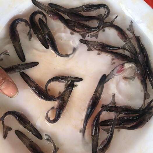 博罗县鸭嘴鱼苗  鸭嘴鱼