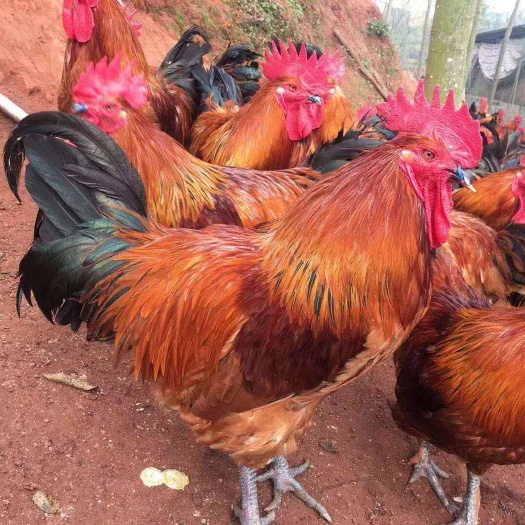 广州瑶鸡苗 红瑶鸡