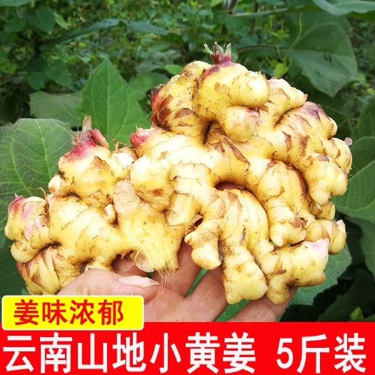 罗平县云南小黄姜新鲜嫩姜当季新姜5斤10斤现货云南高原深山嫩姜包邮