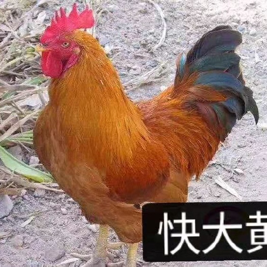 广州三黄鸡苗 三黄土鸡 快大型