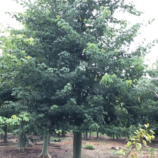 遂溪县 大腹木棉