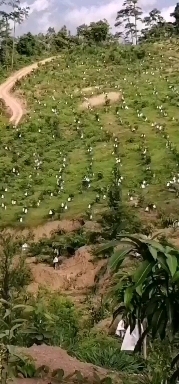 景谷县 金煌芒