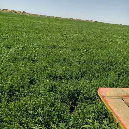 鄂前旗 优质苜蓿草x多年生植被x种子x一手货源