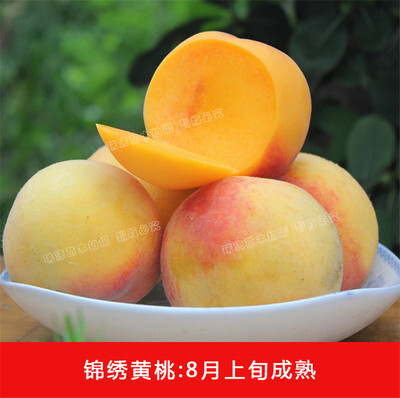 青岛 锦绣黄桃，青岛即墨量大，急售