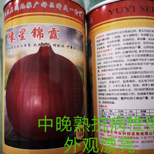扶沟县红皮洋葱种子豫星锦霞单球重400g耐抽苔口感脆产量高