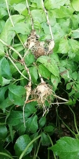 龙陵县云南竹节参大量上市中，自产自销，品质保证，欢迎联系