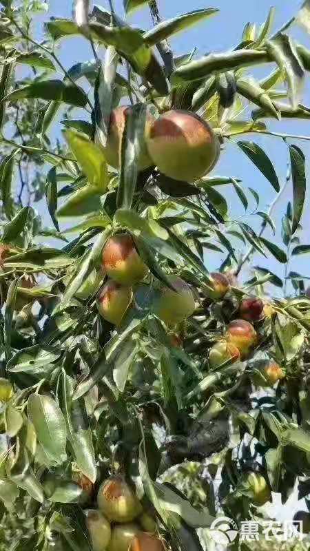 [电商直供]脆甜多汁露天冬枣鲜枣基地直供一手货源售后有保障