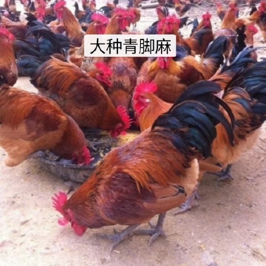 广州麻鸡苗  大种青脚麻