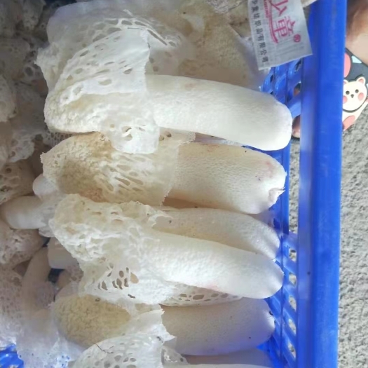 修文县精品鲜竹荪