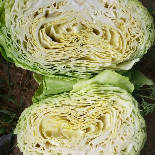 张北县平包菜 张北奥奇娜扁包菜大量供应，精品