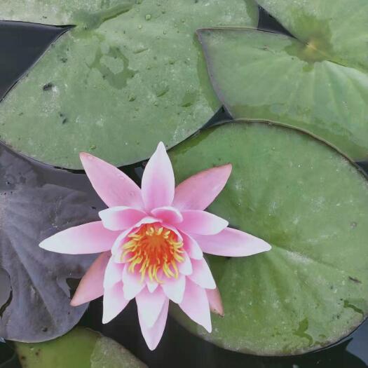 安新县 睡莲